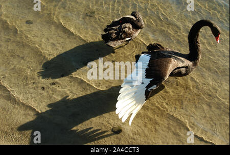 Deux CYGNES NOIRS (Cygnus atratus) DANS LES EAUX D'UN LAC dans la région de Perth, AUSTRALIE OCCIDENTALE. Banque D'Images