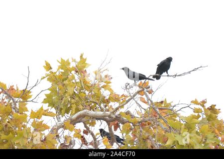 Trois corbeaux noirs dans un arbre orange sur un jour nuageux. Banque D'Images