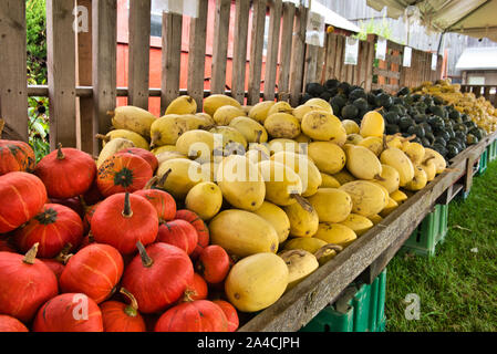 Variété de citrouilles affichée sur une table pour la vente à la ferme Banque D'Images