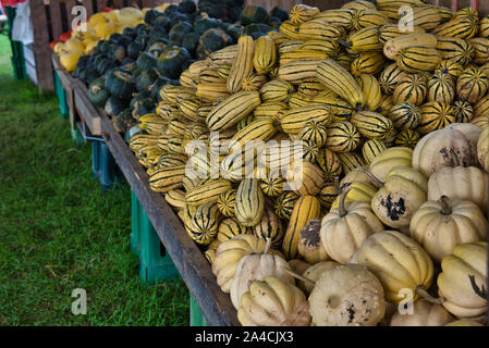 Variété de citrouilles affichée sur une table pour la vente à la ferme Banque D'Images