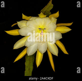 Belle fleur jaune de cactus, Epiphyllum 'going bananas' , contre fond noir avec le visage de l'esprit jardin de peering entre les pétales Banque D'Images