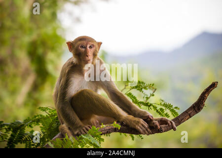 Singe mâle assis sur une branche de tamarin et la montagne l'arrière-plan. Banque D'Images