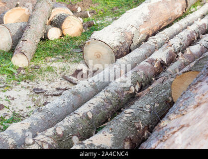 Une pile de grumes à sciages de allongé sur le sol, la récolte de bois de chauffage pour l'hiver Banque D'Images