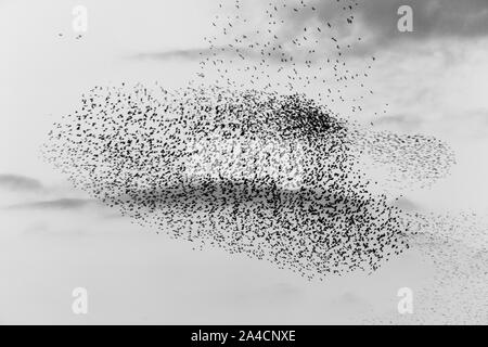 Nuée d'oiseaux de prendre une belle forme dans le ciel Banque D'Images