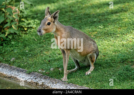 Mara Dolichotis patagonum de Patagonie, sont de grandes familles de cobayes Banque D'Images