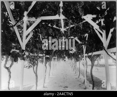 Le grape arbor sur la résidence du directeur de la Greenfield's Ranch, Kern Co., Californie Banque D'Images