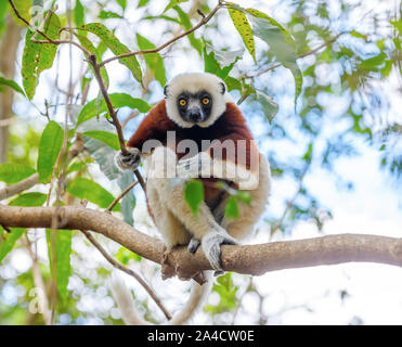 Le propithèque de Coquerel endémiques (Propithecus coquereli), le Parc National Ankarafantsika, espèces sauvages de Madagascar, Afrique Banque D'Images