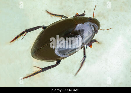 L'eau d'argent (coléoptère Hydrophilus piceus). Vue dorsale. Dans un étang trempant bac identification montrant les sections du corps, tête, thorax, abdomen protégé Banque D'Images