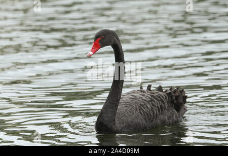 Un magnifique cygne noir Cygnus atratus, natation, sur un lac au Royaume-Uni. Banque D'Images