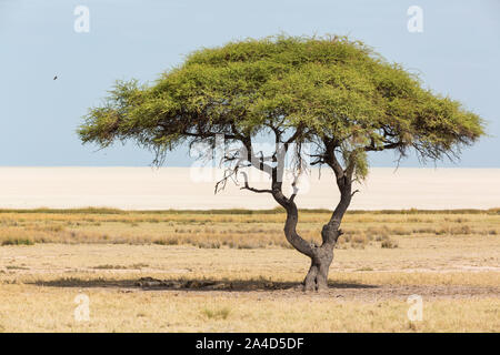 Grand arbre d'acacia avec une meute de lions dans l'ombre et l'Etosha en arrière-plan, Etosha, Namibie, Afrique Banque D'Images