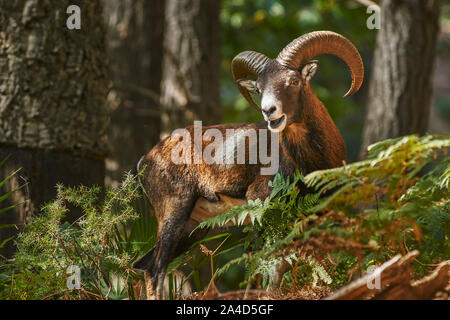 Mouflon Européen ou commun (Ovis orientalis musimon). L'Andalousie. Espagne Banque D'Images