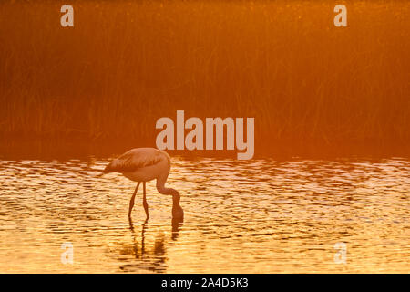 Flamingo (Phoenicopterus roseus commun) dans la lagune de Fuente de Piedra, Malaga. Espagne Banque D'Images