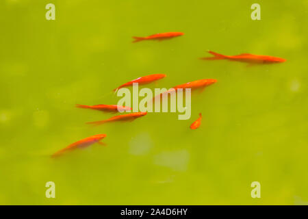 Les poissons rouges flotter dans un étang, l'eau verte grâce à de nombreuses algues dans l'étang, Banque D'Images