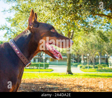 Profil d'un démoniste doberman debout dans le parc avec une bouche ouverte, United States Banque D'Images