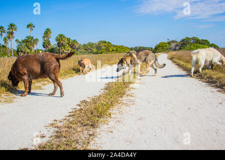 Quatre chiens sur un sentier de plage, United States Banque D'Images