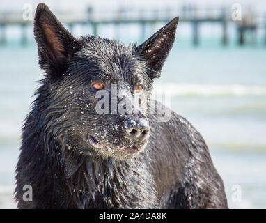 Berger Allemand humide standing on beach couvrant en sable, United States Banque D'Images