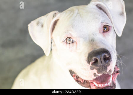 Portrait en gros plan d'un chiot boxer close up sur le visage Banque D'Images