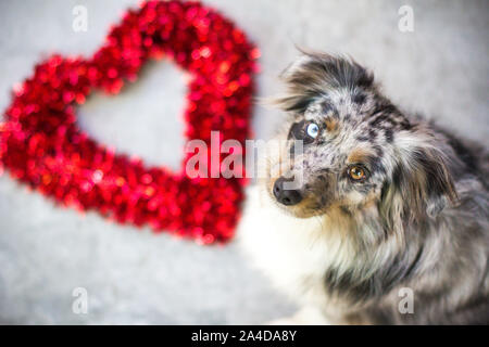 Merle bleu chien berger australien miniature à côté d'une forme de coeur décoration Saint Valentin Banque D'Images