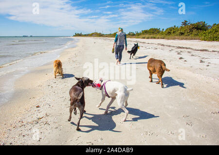 Woman walking on beach avec cinq chiens, United States Banque D'Images