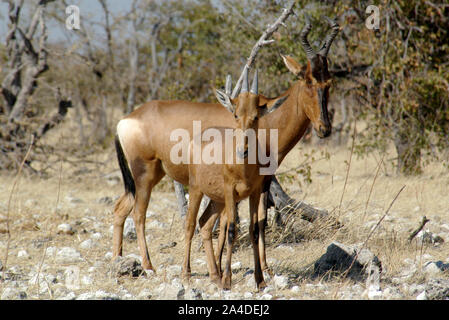 Deux Bubales rouges debout dans le bush, Etosha National Park, Namibie Banque D'Images