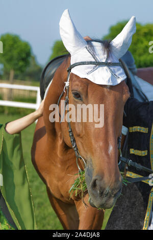 Portrait d'un Suffolk Punch cheval . un jeune poulain alezan dans un champ . Une tête d'un poinçon de Suffolk horse.Outdoor portrait of a draft horse Banque D'Images