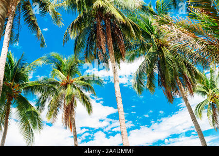 Cocotiers contre le ciel bleu, une belle journée ensoleillée, des nuages blancs dans le ciel, les arbres tropicaux Banque D'Images