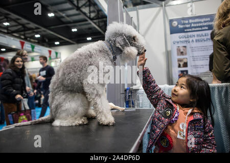 La découverte de l'exposition du Club Canin Chiens à Excel London, UK. Photo montre un enfant de caresser un Bedlington Terrier dans un des stands de découverte. Banque D'Images