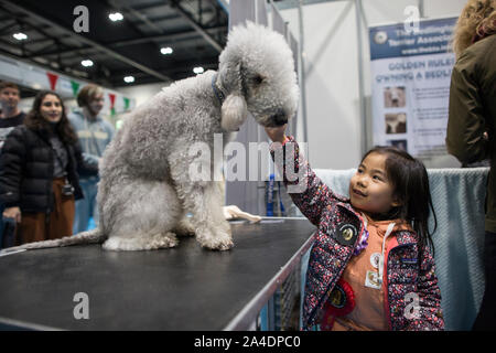 La découverte de l'exposition du Club Canin Chiens à Excel London, UK. Photo montre un enfant de caresser un Bedlington Terrier dans un des stands de découverte. Banque D'Images