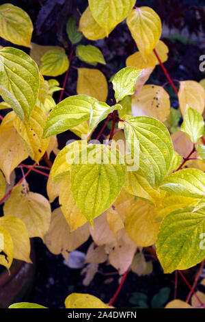 CORNUS SANGUINEA MIDWINTER FIRE. Le cornouiller Banque D'Images