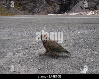 Keas n'en parc national de Fiordland, Nouvelle-Zélande Île du Sud Banque D'Images