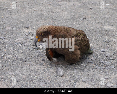 Keas n'en parc national de Fiordland, Nouvelle-Zélande Île du Sud Banque D'Images