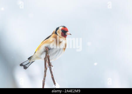 Un poisson rouge (UK) en hiver. Banque D'Images