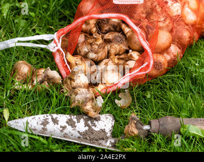 Un sac filet plein de bulbes de narcisses prêts pour la plantation. Banque D'Images