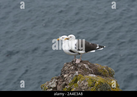 Paire de Goéland marin (Larus marinus), l'île de Skomer, Pembrokeshire, Pays de Galles Banque D'Images