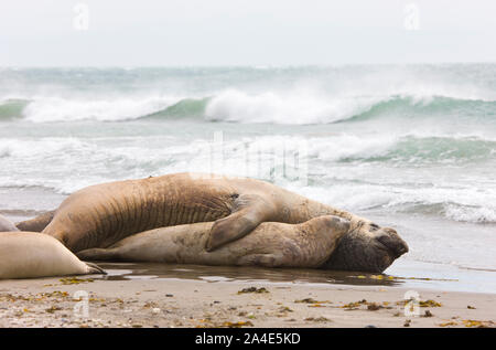 Elefante marino del sur (Mirounga leonina), Patagonie, Argentine Banque D'Images