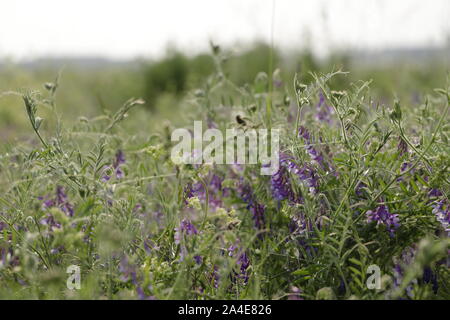 Vicia cracca vesce jargeau ou une jolie fleur bleue Banque D'Images