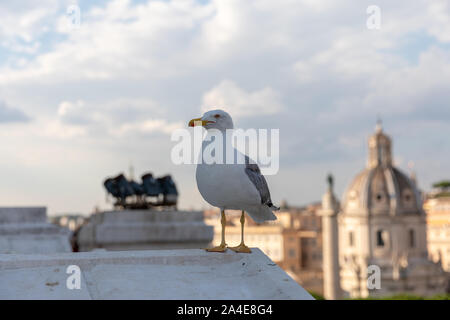 Mouette mélanocéphale coin sur la toiture du Vittoriano sur l'arrière-plan de vue de Rome avec le sunny day Banque D'Images