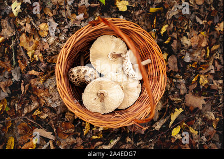 Panier avec parasol mushrooms debout sur le sol de la forêt d'automne dans les feuilles mortes. Banque D'Images