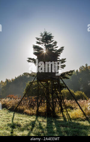 Deer position contre le soleil du matin, Waldviertel, Autriche Banque D'Images