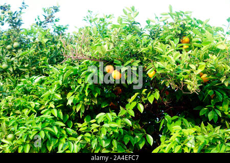 Les oranges cultivées, SAN JUAN, ALICANTE. Banque D'Images