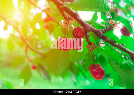 Cerises sur l'arbre de cerise de la direction générale dans un verger pour la cueillette. Le mûrissement cerisier avec gouttes de rosée sur la brindille dans le jardin. Cerise noire avec des gouttes en ou Banque D'Images