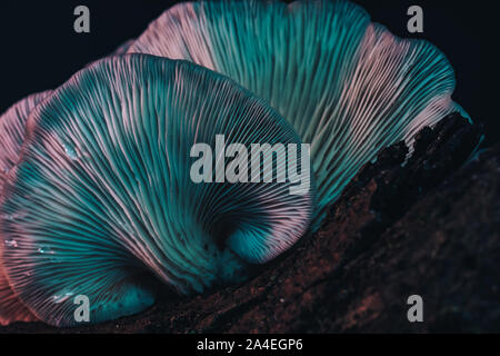 Close up beaux champignons bouquet couleur light dans la texture de fond de l'arbre. Banque D'Images