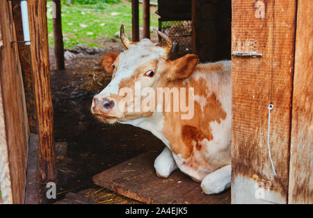 Portrait d'une vache brune, costume blanc se trouve dans la grange de la ferme de village avec une porte ouverte au corral. Elle entra dans l'ombre de la chaleur. Banque D'Images