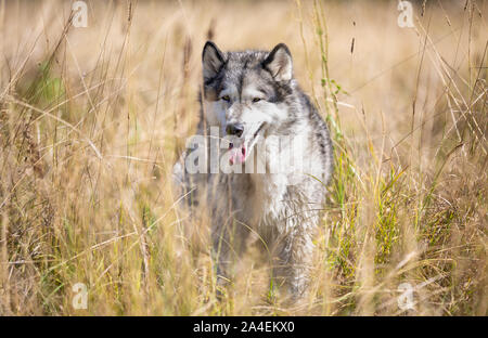 Race de chien malamute d'Alaska dans les hautes herbes Banque D'Images