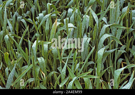 Pulvérisation de pesticides-blanc sur un drapeau du blé sur les feuilles séchées d'oreille récolte passer dans peu de temps après la pulvérisation Banque D'Images