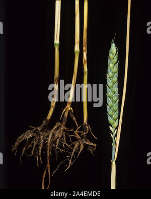 Lésions de l'œilleton vif (Ceratobasidium cereale) avec des marges sombres contrastées et des centres légers sur la base de la tige de blé Banque D'Images
