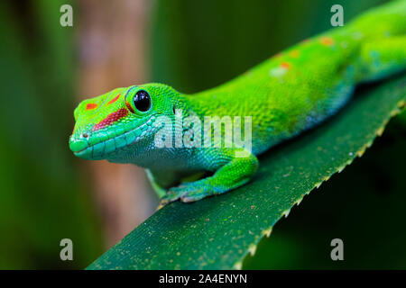 Close-up side view Madagascar naturel jour giant gecko (phelsuma grandis) Banque D'Images