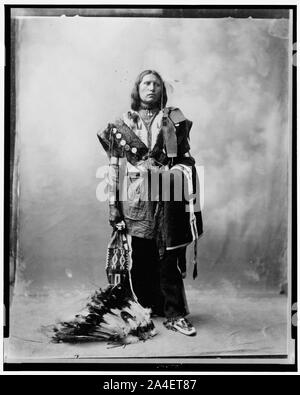 Thomas American Horse, portrait en pied, debout, en face légèrement à droite Banque D'Images