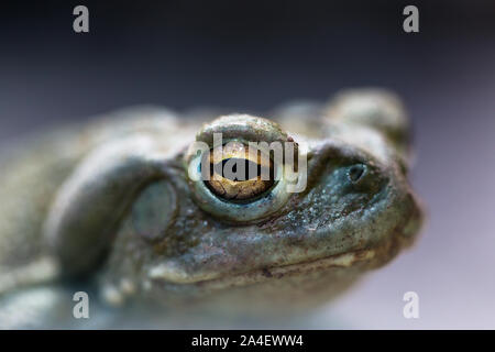 Des macro Colorado river (Bufo alvarius) Banque D'Images