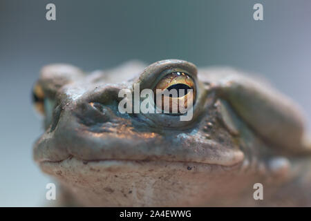 Vue avant du fleuve Colorado (Bufo alvarius) Banque D'Images